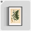 アートポスター-Cichorium sativum or Seris
 - 国立医学図書館 Poster.