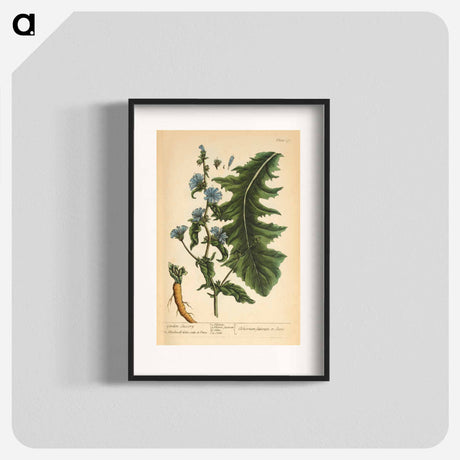 アートポスター-Cichorium sativum or Seris
 - 国立医学図書館 Poster.