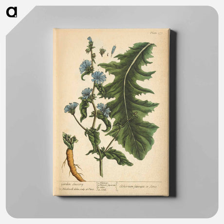 アートパネル-Cichorium sativum or Seris
 - 国立医学図書館 Canvas.