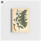 アートメモ帳-Cichorium sativum or Seris
 - 国立医学図書館 Memo.