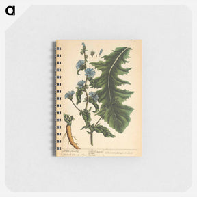 アートメモ帳-Cichorium sativum or Seris
 - 国立医学図書館 Memo.