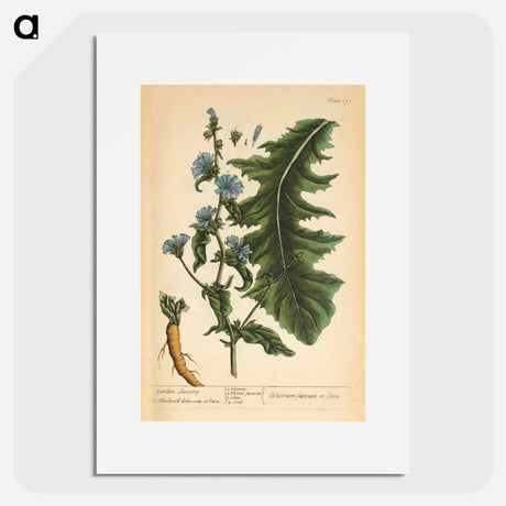 アートポスター-Cichorium sativum or Seris
 - 国立医学図書館 Poster.