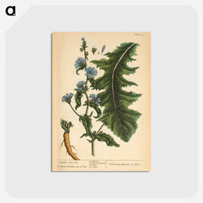 アートポストカード-Cichorium sativum or Seris
 - 国立医学図書館 Postcard.