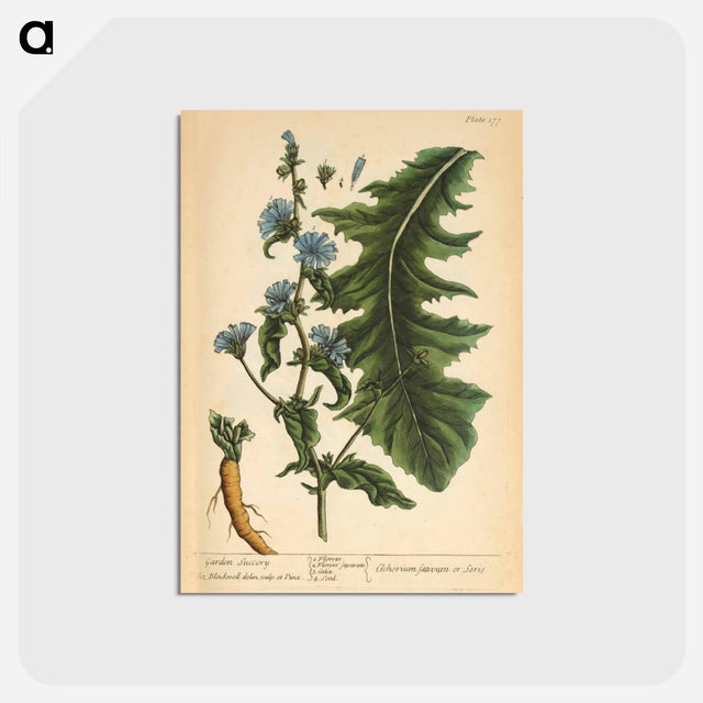 アートポストカード-Cichorium sativum or Seris
 - 国立医学図書館 Postcard.