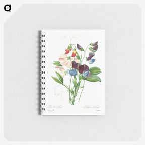 3-40_Pierre-Joseph-Redoute_memo