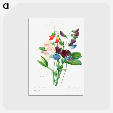 アートポストカード-Sweet pea - ピエール ジョゼフ ルドゥーテ Postcard.
