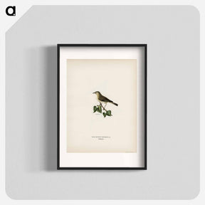 アートポスター-Willow Warbler
 - スヴェンスカ フォグラル Poster.