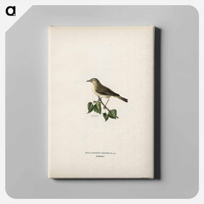 アートパネル-Willow Warbler
 - スヴェンスカ フォグラル Canvas.
