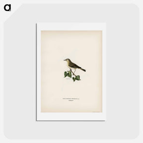 アートポストカード-Willow Warbler
 - スヴェンスカ フォグラル Postcard.