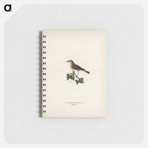アートメモ帳-Willow Warbler
 - スヴェンスカ フォグラル Memo.