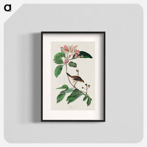 アートポスター-Bachman's Finch from Birds of America
 - アメリカの鳥たち Poster.