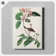 アートパネル-Bachman's Finch from Birds of America
 - アメリカの鳥たち Canvas.