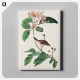 アートパネル-Bachman's Finch from Birds of America
 - アメリカの鳥たち Canvas.