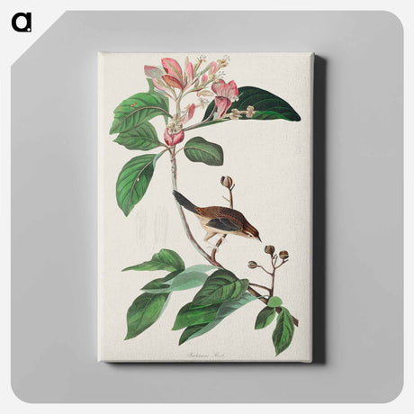 アートパネル-Bachman's Finch from Birds of America
 - アメリカの鳥たち Canvas.