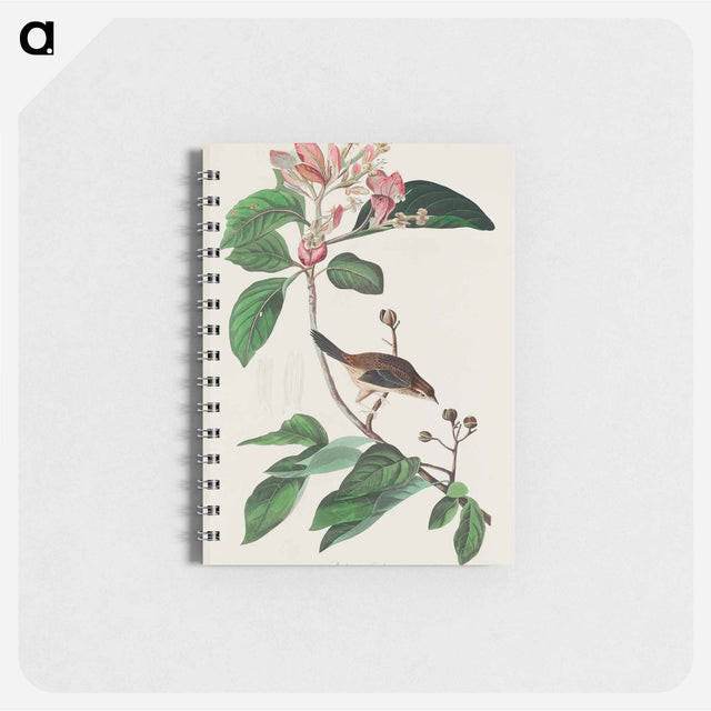 アートメモ帳-Bachman's Finch from Birds of America
 - アメリカの鳥たち Memo.