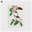 アートポストカード-Bachman's Finch from Birds of America
 - アメリカの鳥たち Postcard.