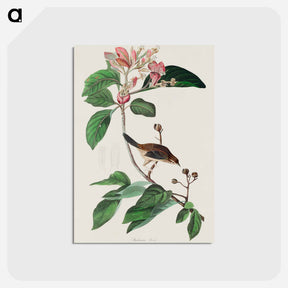 アートポストカード-Bachman's Finch from Birds of America
 - アメリカの鳥たち Postcard.