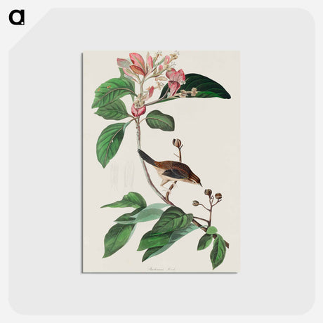 アートポストカード-Bachman's Finch from Birds of America
 - アメリカの鳥たち Postcard.