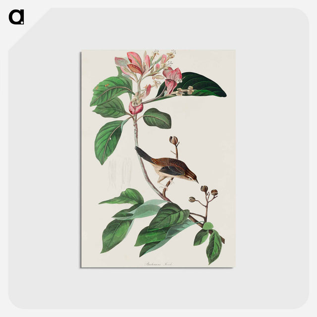 アートポストカード-Bachman's Finch from Birds of America
 - アメリカの鳥たち Postcard.