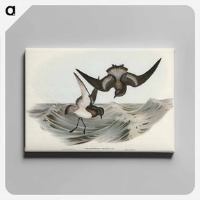 アートパネル-Grey-backed Storm Petrel
 - オーストラリアの鳥 Canvas.