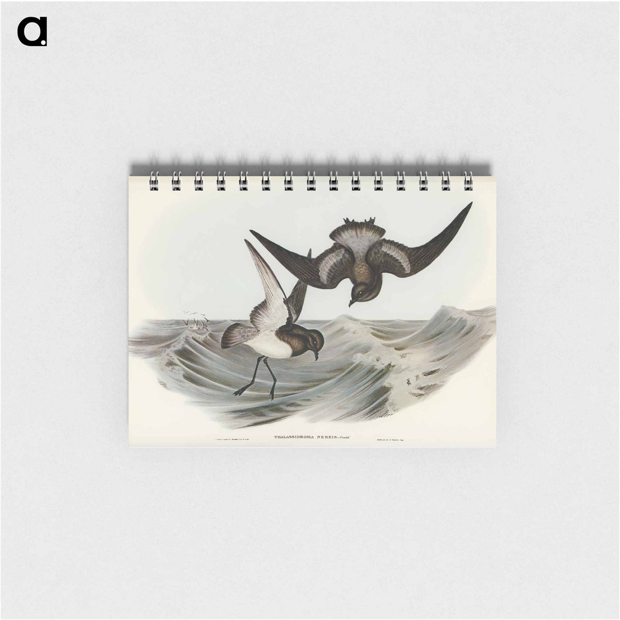 アートメモ帳-Grey-backed Storm Petrel
 - オーストラリアの鳥 Memo.
