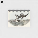 アートメモ帳-Grey-backed Storm Petrel
 - オーストラリアの鳥 Memo.