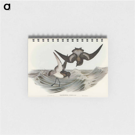 アートメモ帳-Grey-backed Storm Petrel
 - オーストラリアの鳥 Memo.