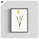3-40_The-Lilies_blk-crop