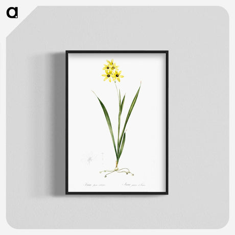 3-40_The-Lilies_blk-crop