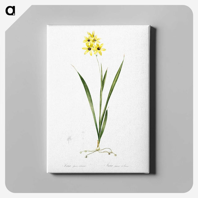 3-40_The-Lilies_canvas
