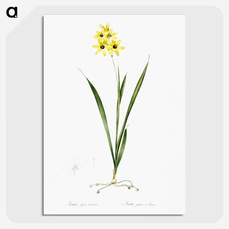 3-40_The-Lilies_picture-crop