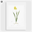 3-40_The-Lilies_picture