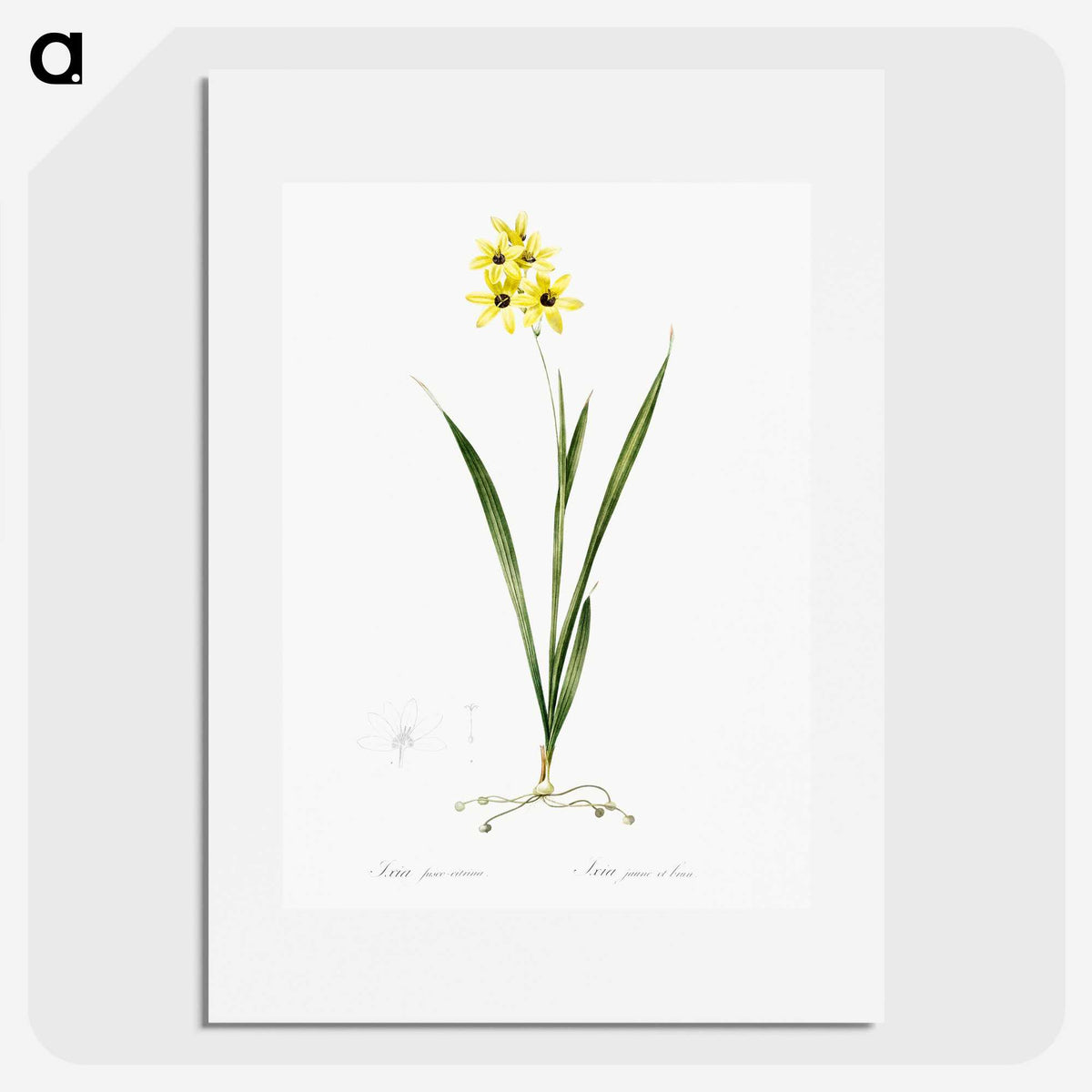 3-40_The-Lilies_picture