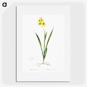 3-40_The-Lilies_picture