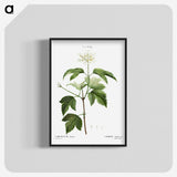 3-40_Treatise-on-Trees-and-Shrubs_blk-crop