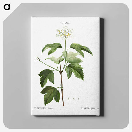 3-40_Treatise-on-Trees-and-Shrubs_canvas