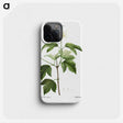 3-40_Treatise-on-Trees-and-Shrubs_phone