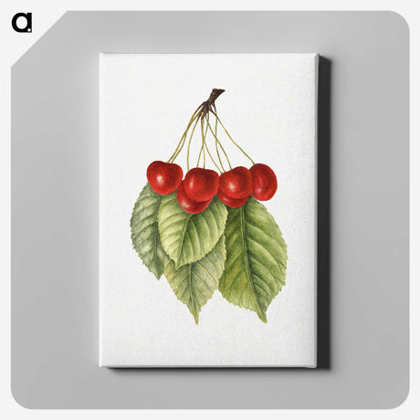 3-40_USDA-Watercolor-Fruit-Painting-Collection_canvas