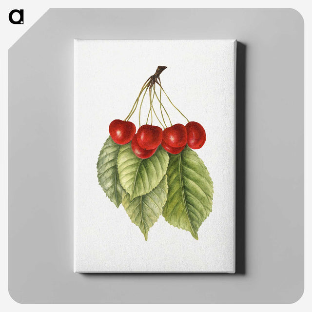 3-40_USDA-Watercolor-Fruit-Painting-Collection_canvas