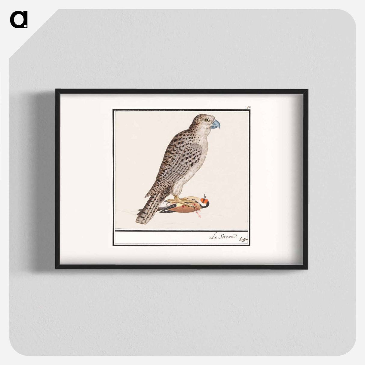 Gyrfalcon - アンセルムス ボエティウス デ ブート Poster.