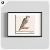 Gyrfalcon - アンセルムス ボエティウス デ ブート Poster.