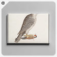 3-41_Anselmus-Boetius-de-Boodt_canvas