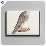 3-41_Anselmus-Boetius-de-Boodt_canvas