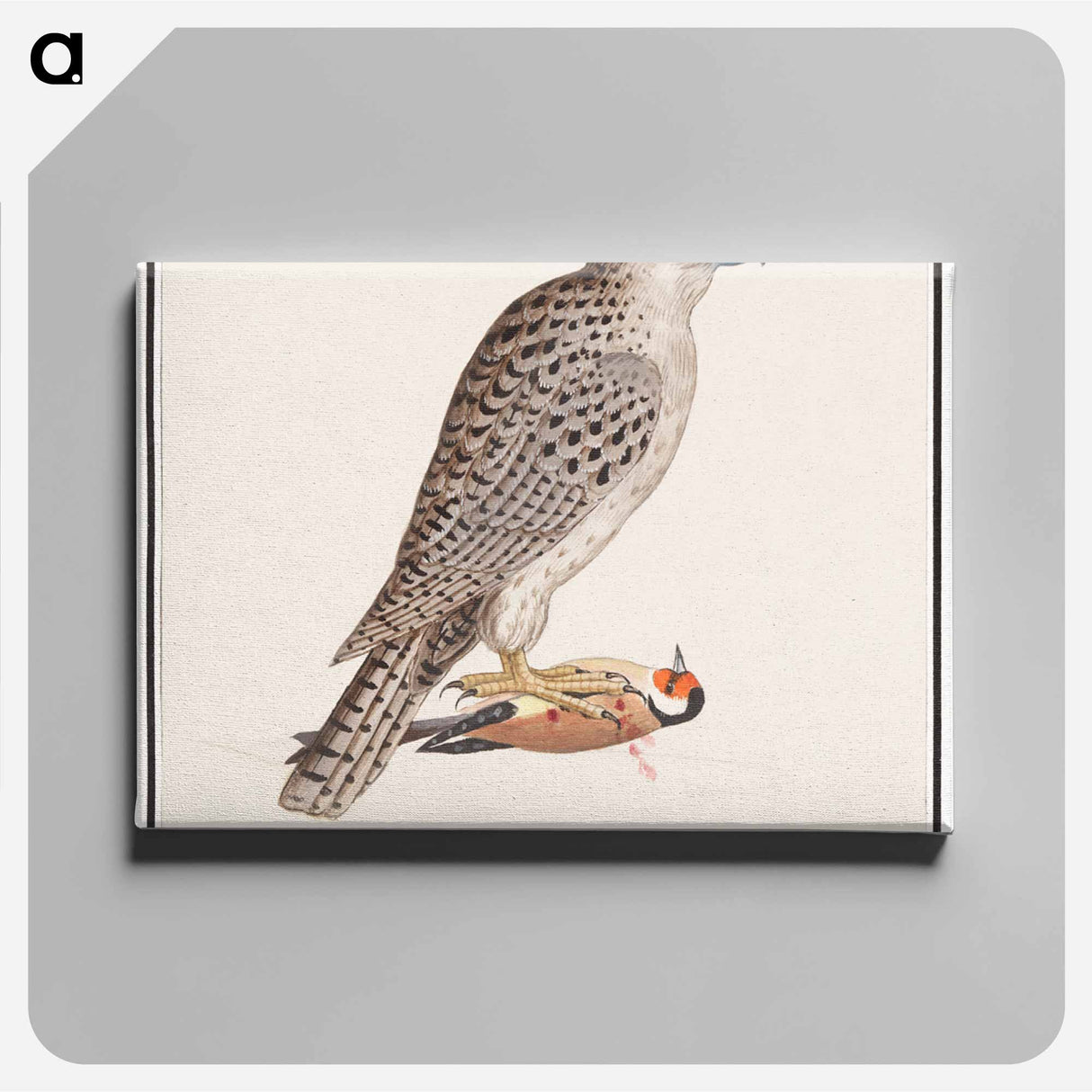 Gyrfalcon - アンセルムス ボエティウス デ ブート Canvas.