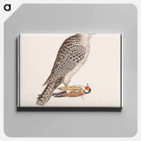 Gyrfalcon - アンセルムス ボエティウス デ ブート Canvas.