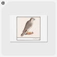 アートポストカード-Gyrfalcon - アンセルムス ボエティウス デ ブート Postcard.
