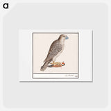 アートポストカード-Gyrfalcon - アンセルムス ボエティウス デ ブート Postcard.