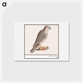 アートポストカード-Gyrfalcon - アンセルムス ボエティウス デ ブート Postcard.