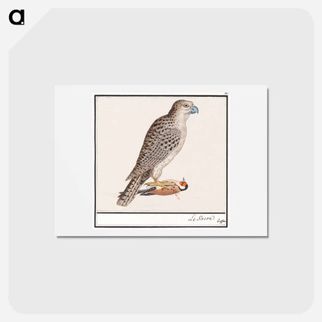 アートポストカード-Gyrfalcon - アンセルムス ボエティウス デ ブート Postcard.