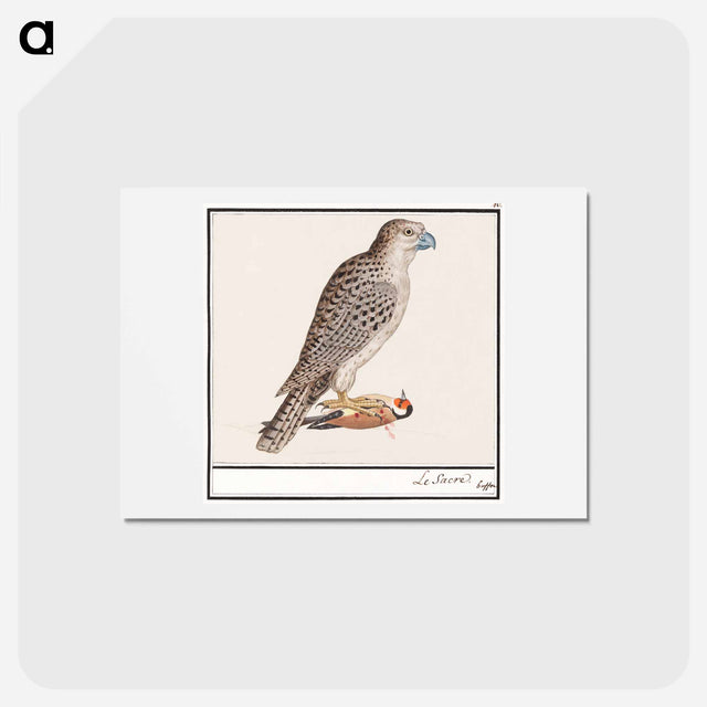 アートポストカード-Gyrfalcon - アンセルムス ボエティウス デ ブート Postcard.
